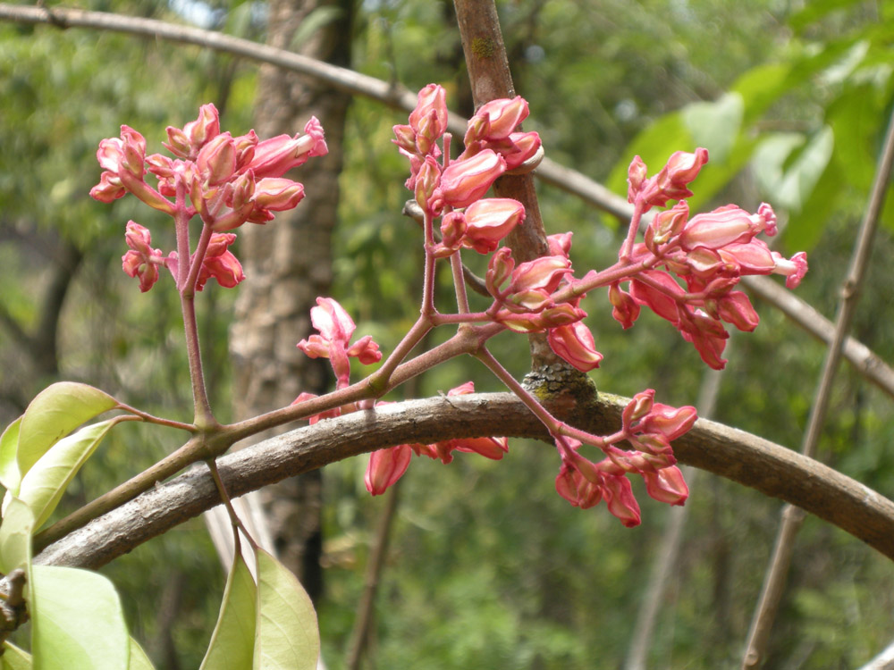 Bignoniaceae Fridericia speciosa