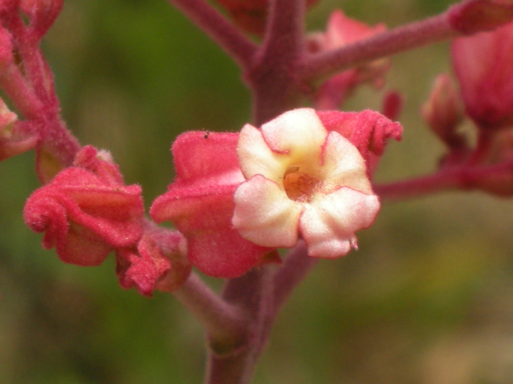 Bignoniaceae Fridericia speciosa