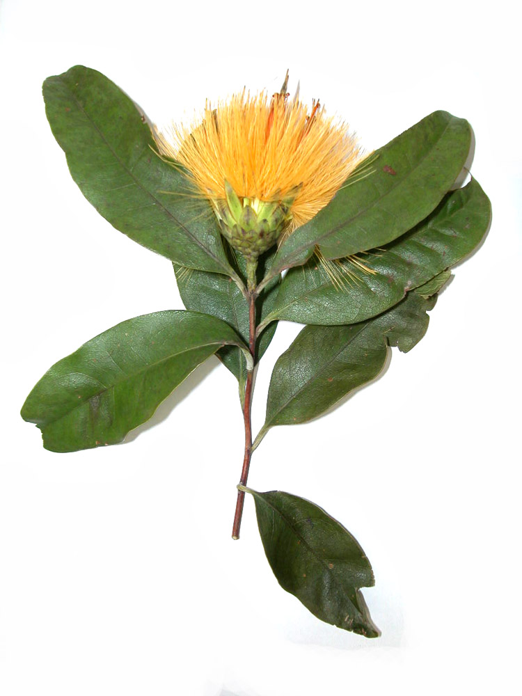 Asteraceae Stifftia chrysantha