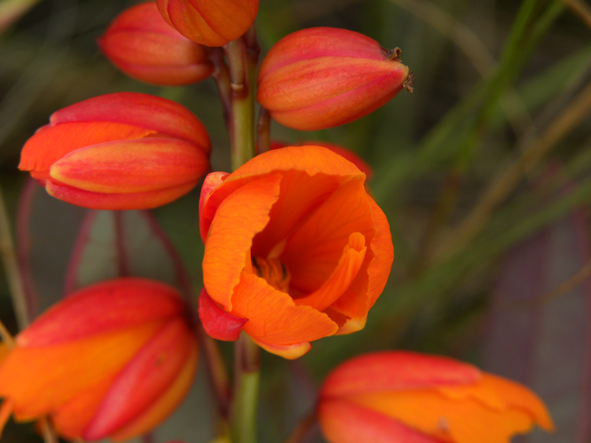 Fabaceae Chamaecrista ochnacea