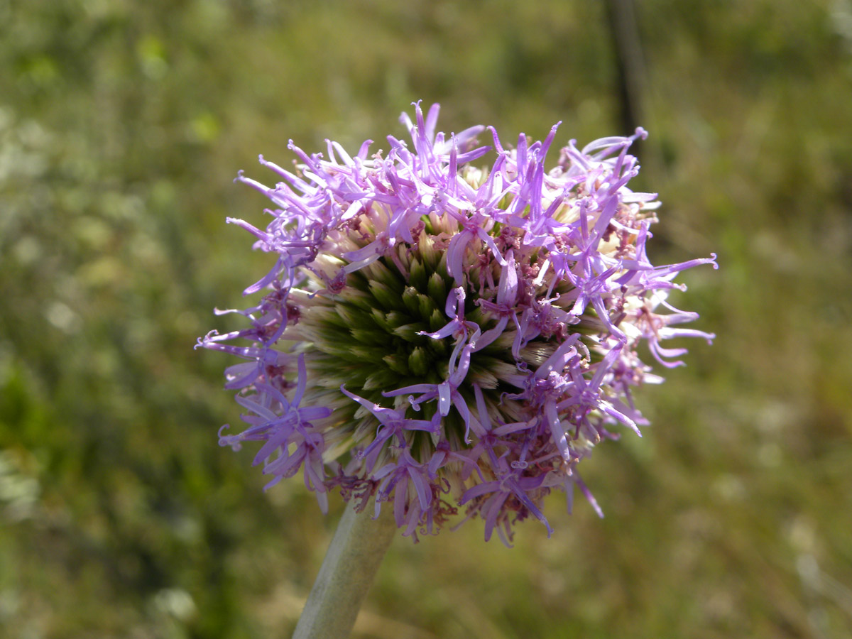 Asteraceae Chresta scapigera