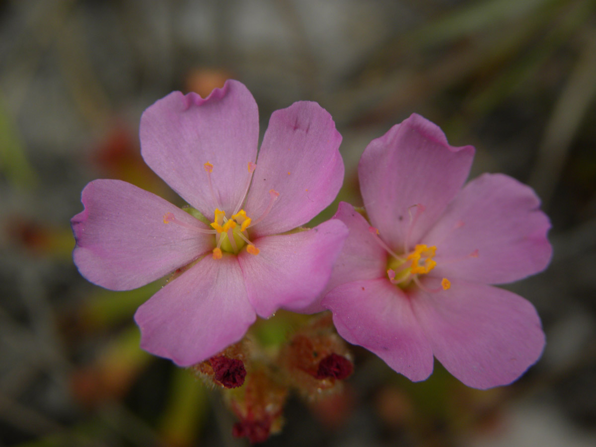 Droseraceae Drosera quartzicola