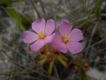image of Drosera quartzicola