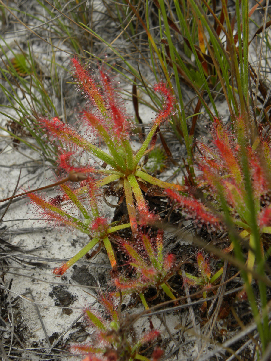 Droseraceae Drosera quartzicola