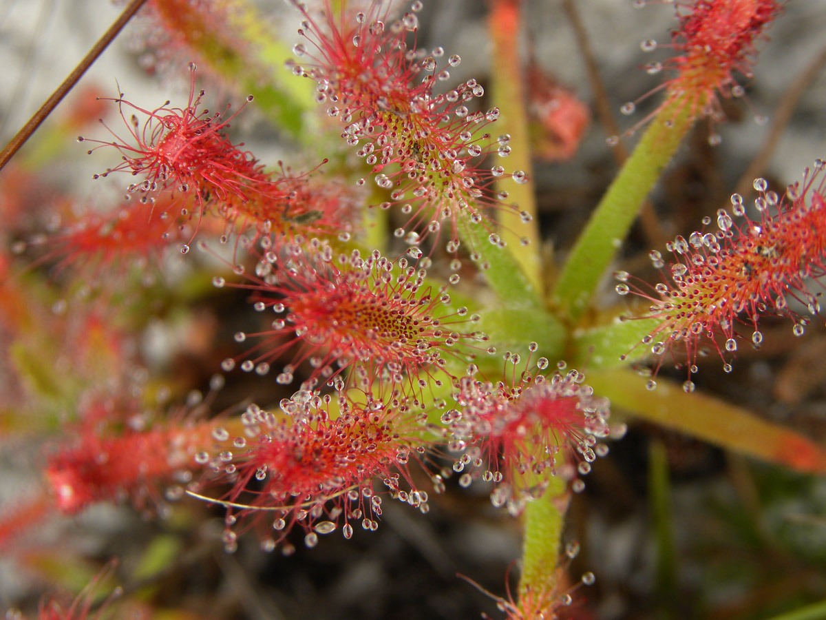 Droseraceae Drosera quartzicola