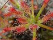 image of Drosera quartzicola