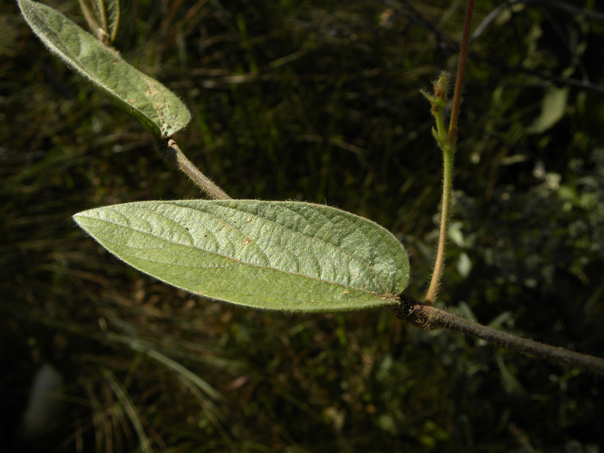 Fabaceae Eriosema heterophyllum