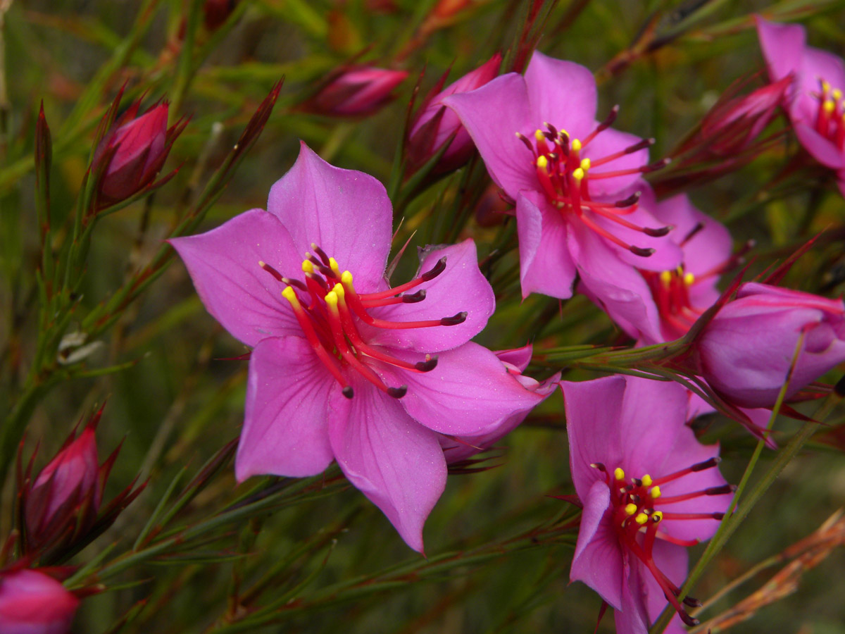 Melastomataceae Lavoisiera subulata