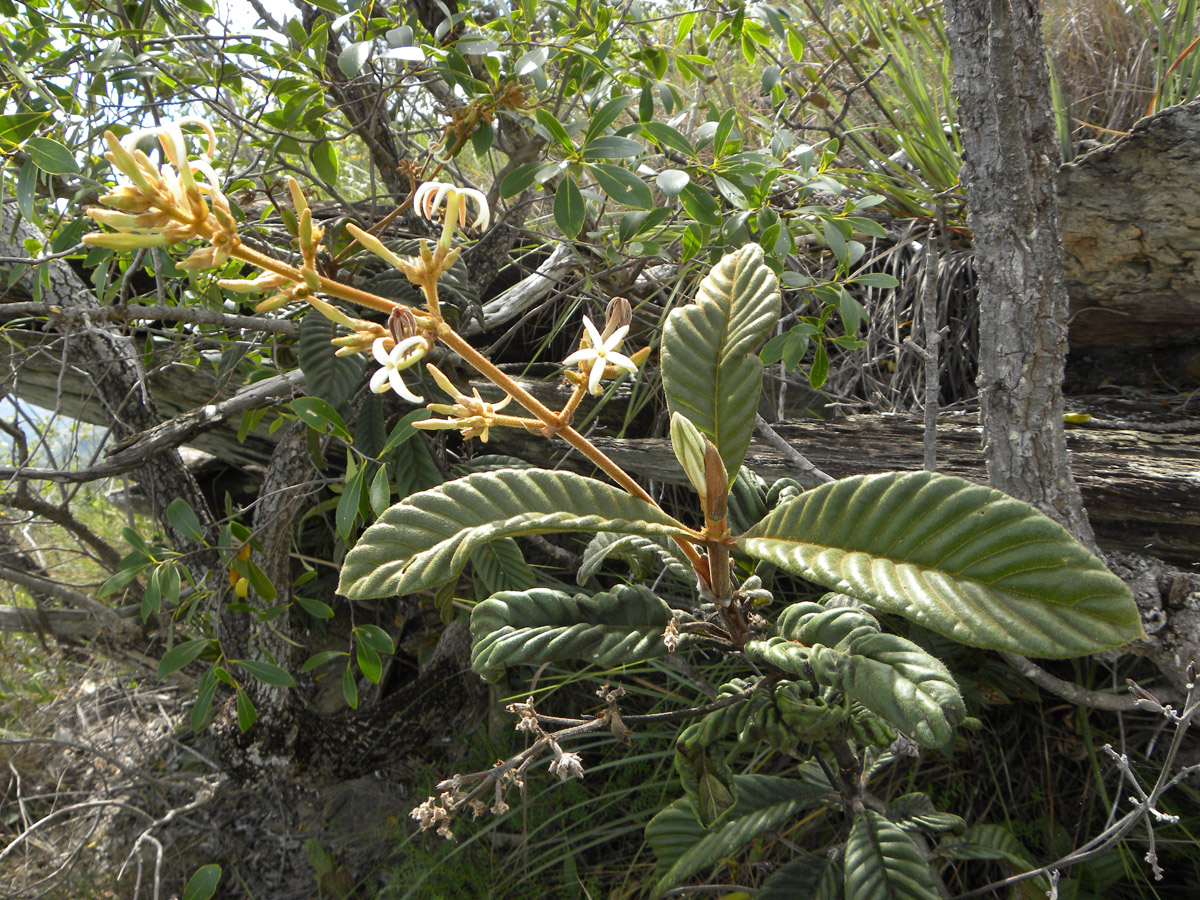 Rubiaceae Remijia ferruginea