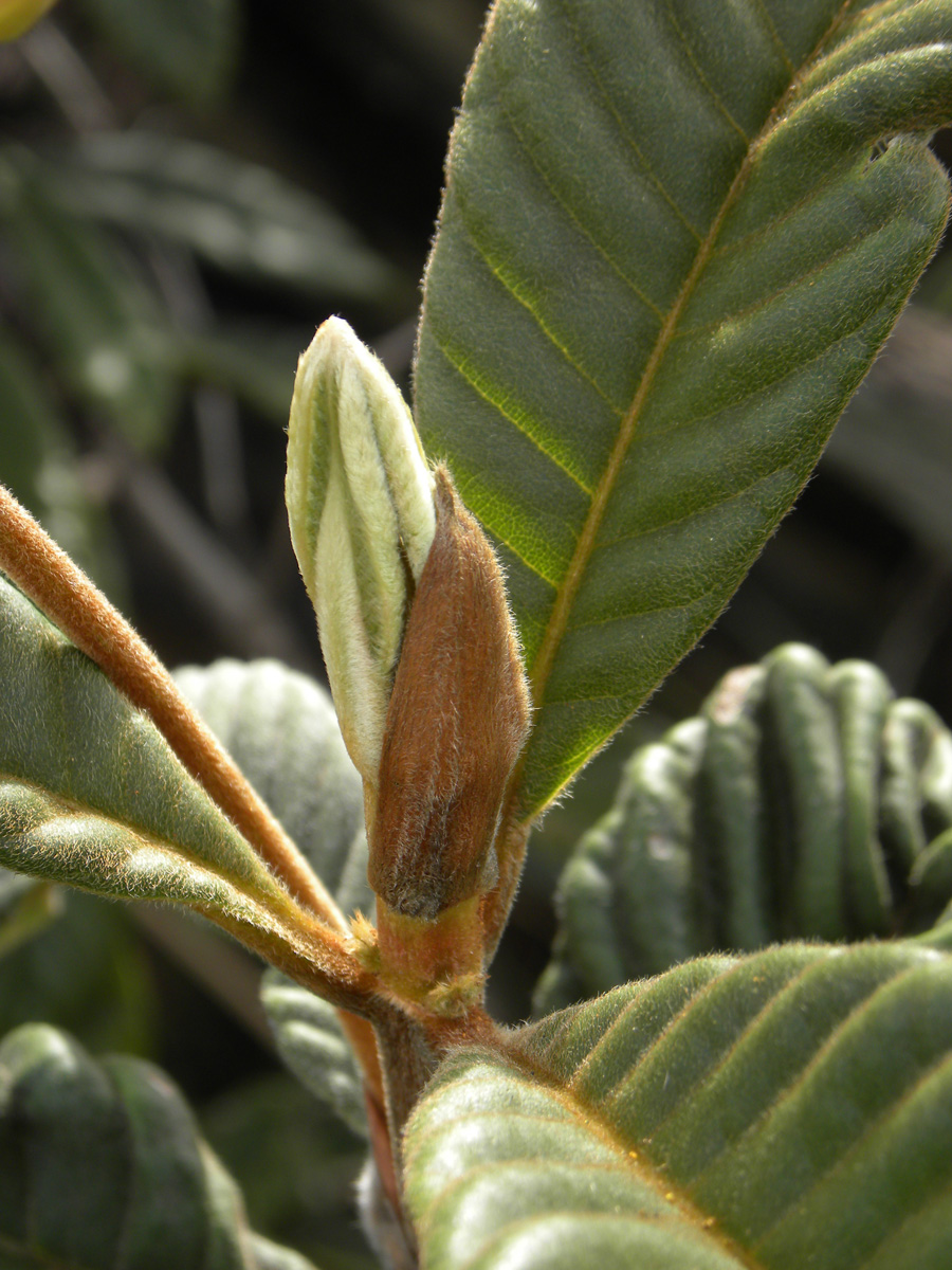 Rubiaceae Remijia ferruginea