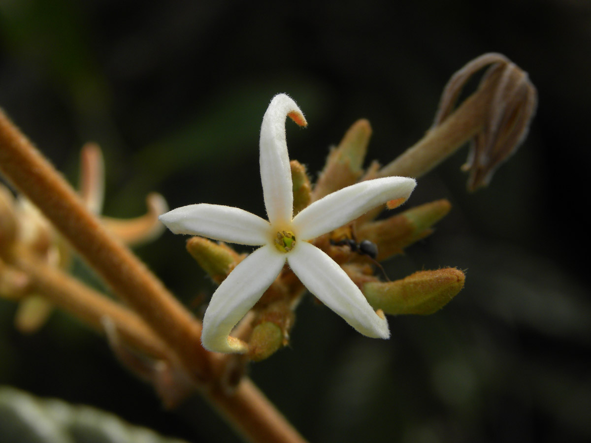 Rubiaceae Remijia ferruginea