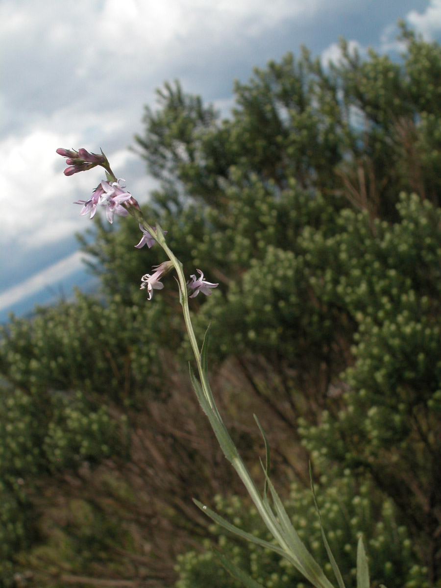 Campanulaceae Lobelia camporum