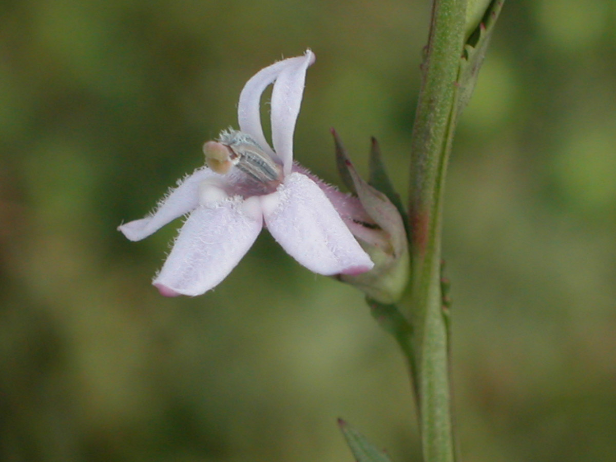 Campanulaceae Lobelia camporum