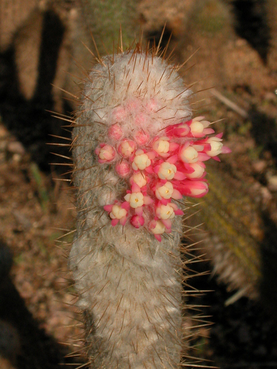 Cactaceae Micranthocereus flaviflorus