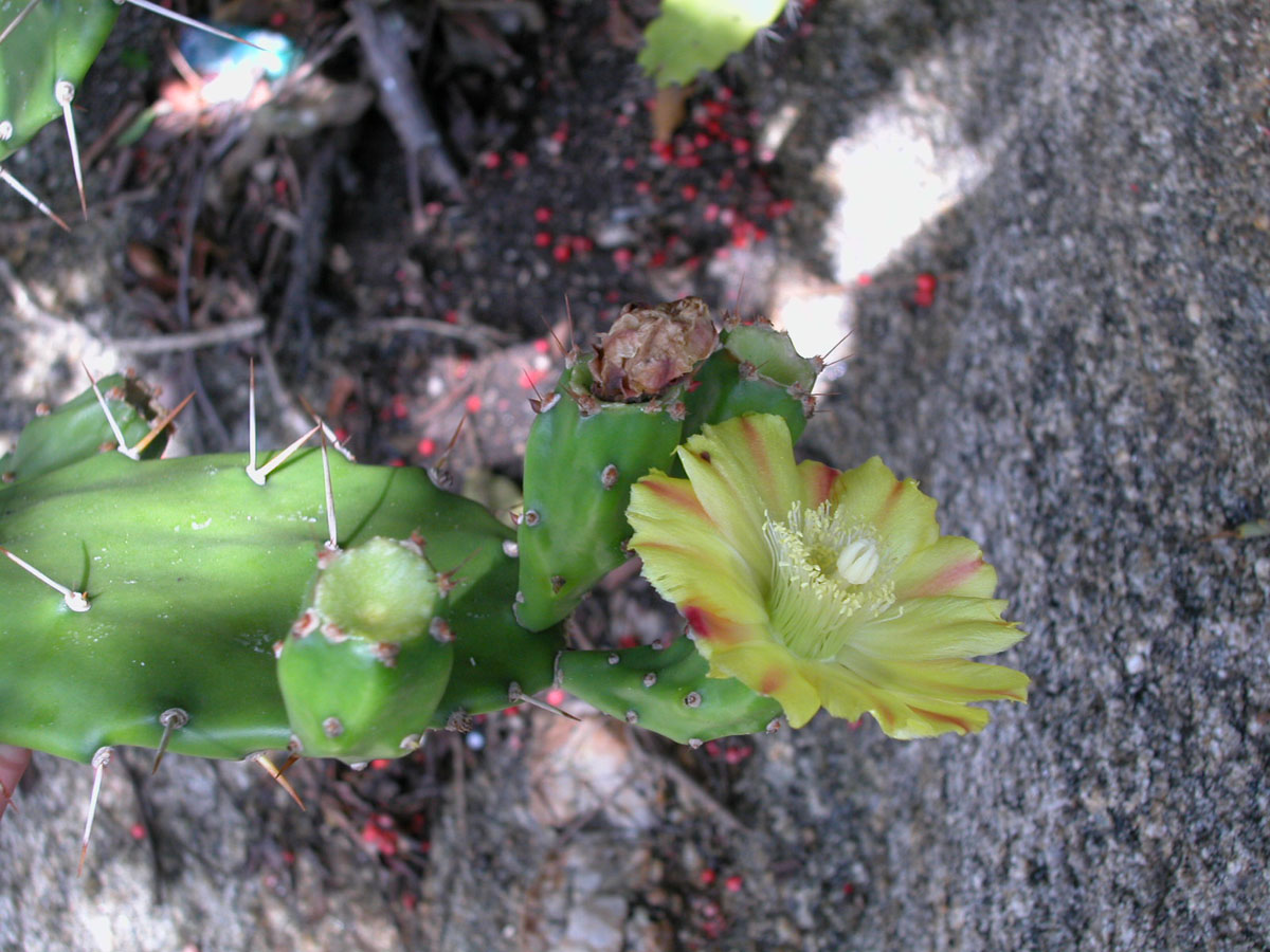 Cactaceae Opuntia monoacantha