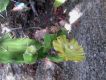 image of Opuntia monoacantha