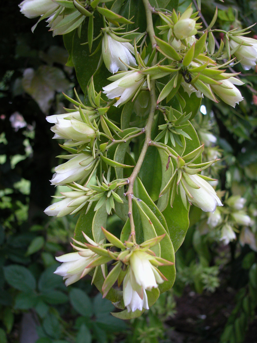 Cactaceae Pereskia aculeata