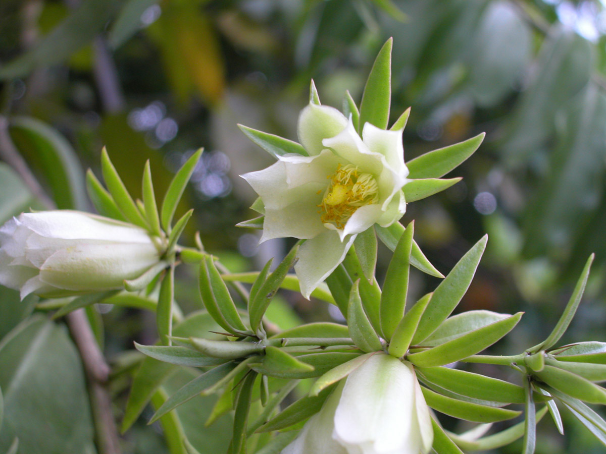 Cactaceae Pereskia aculeata