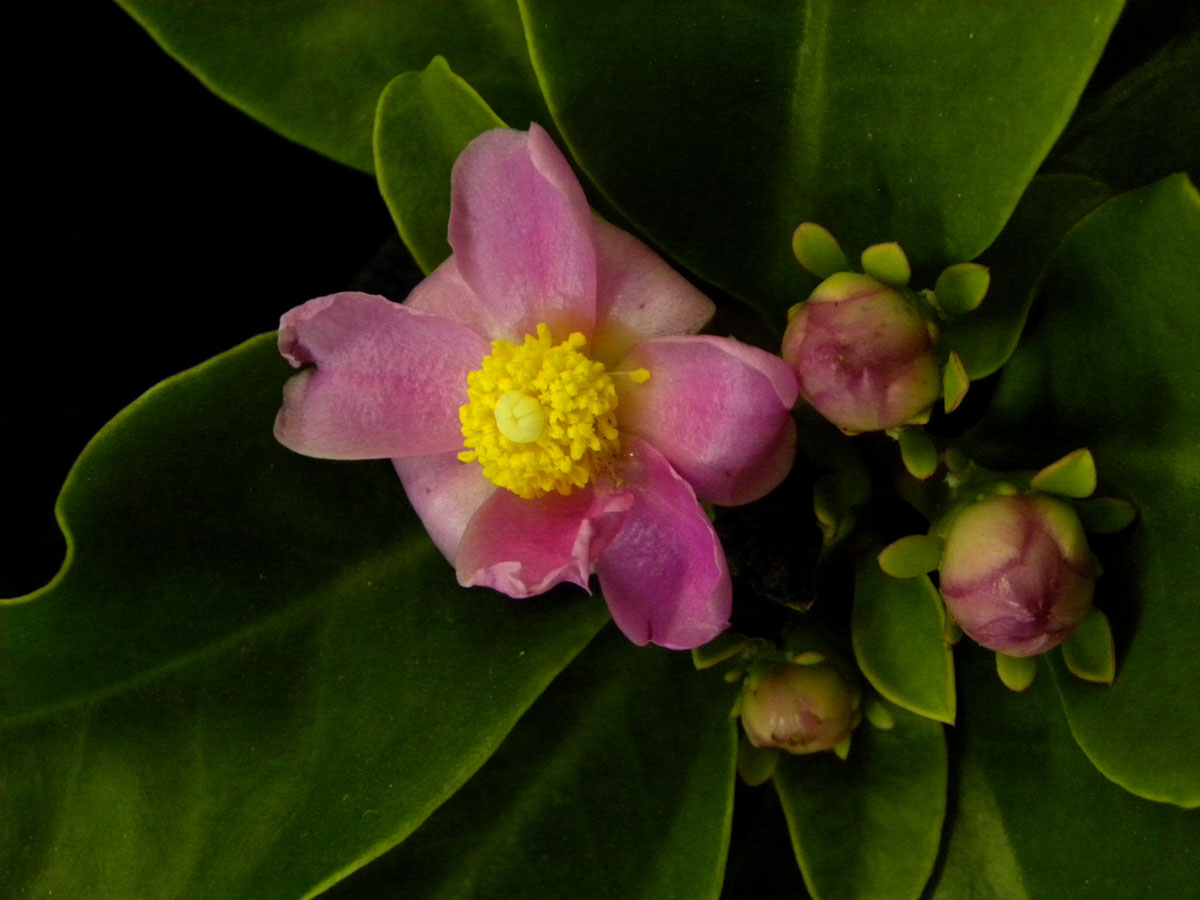 Cactaceae Pereskia grandifolia