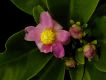 image of Pereskia grandifolia