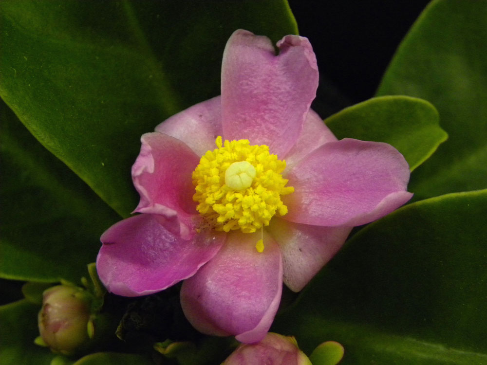 Cactaceae Pereskia grandifolia