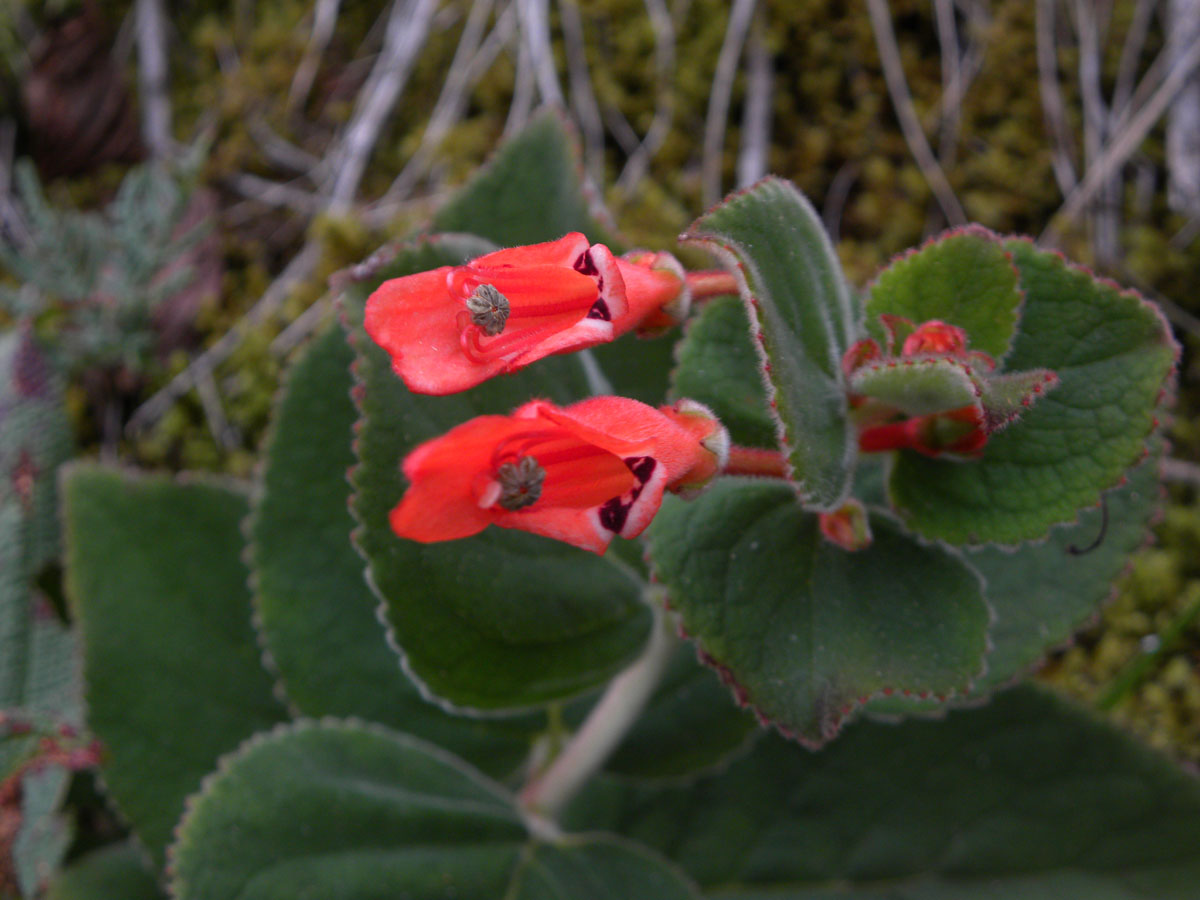 Gesneriaceae Sinningia magnifica