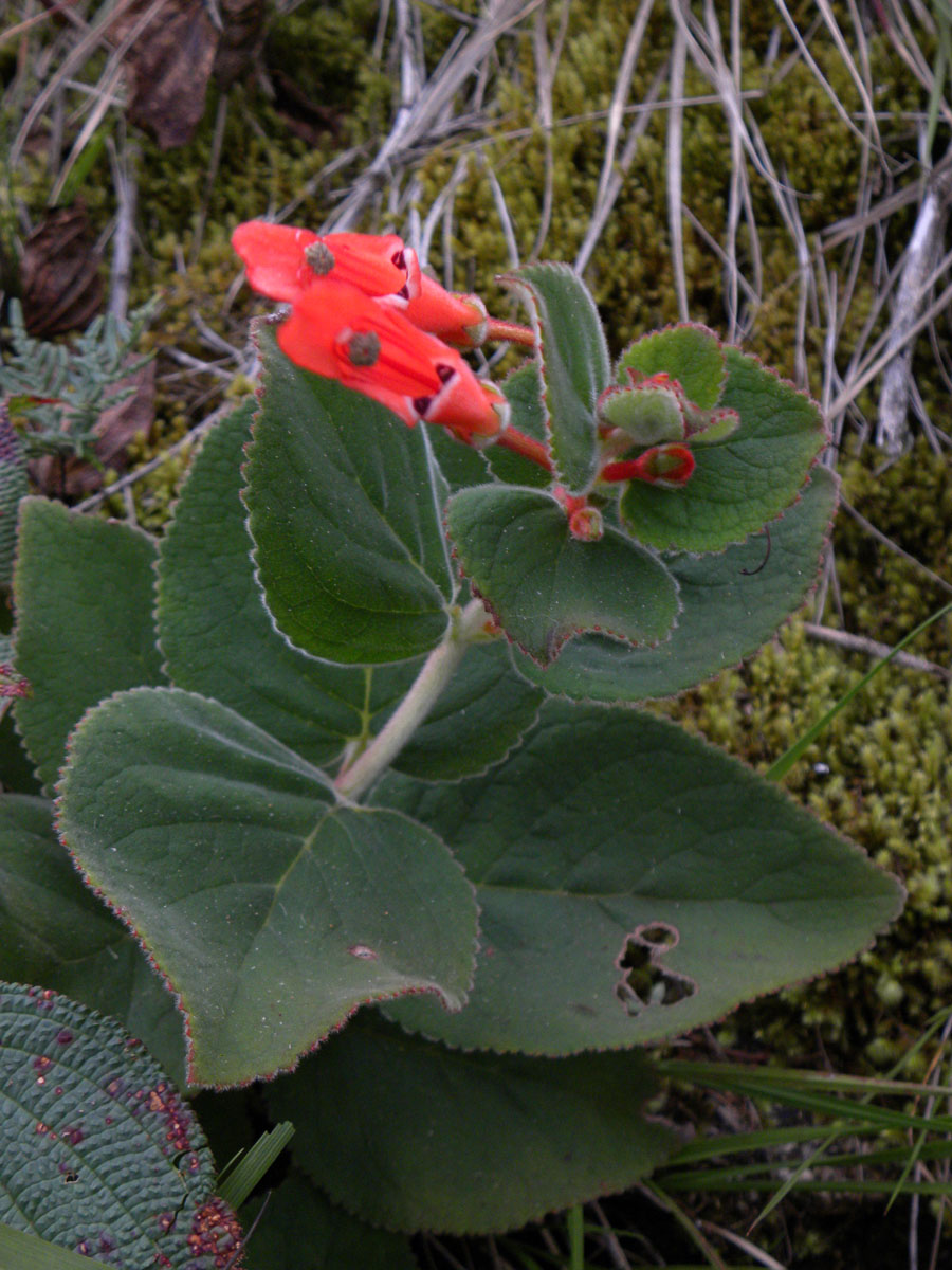 Gesneriaceae Sinningia magnifica