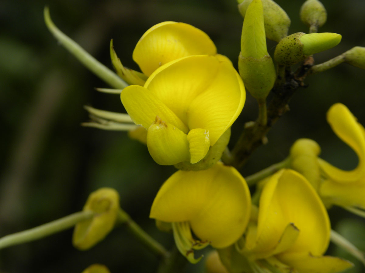 Fabaceae Sophora tomentosa