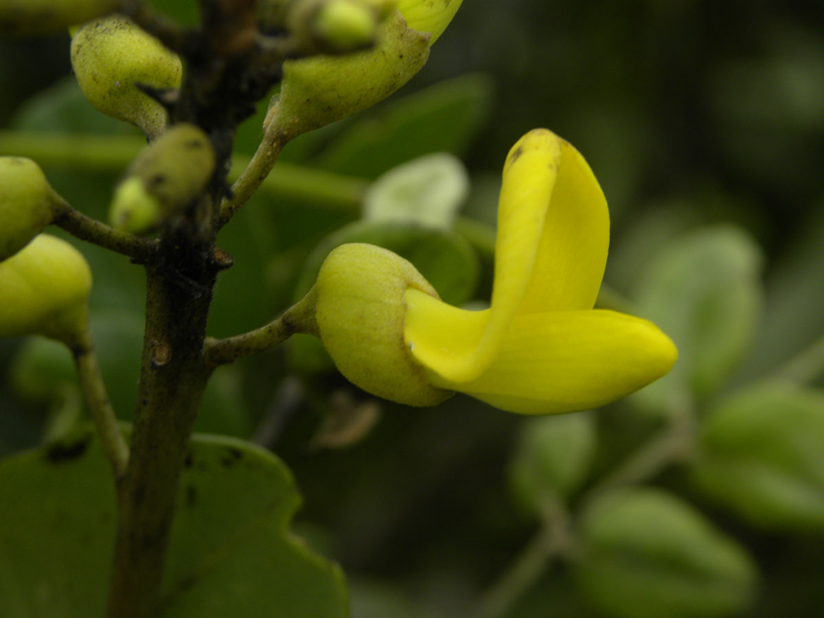 Fabaceae Sophora tomentosa