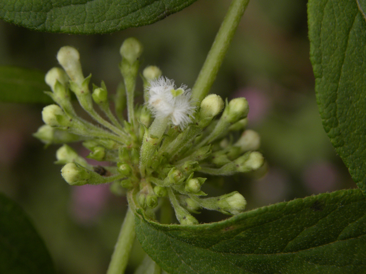 Rubiaceae Manettia congesta