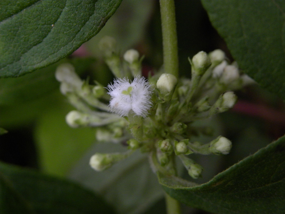 Rubiaceae Manettia congesta