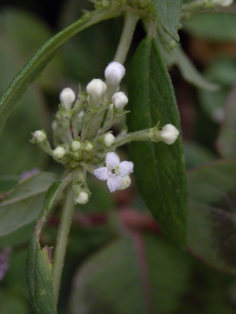 Rubiaceae Manettia congesta