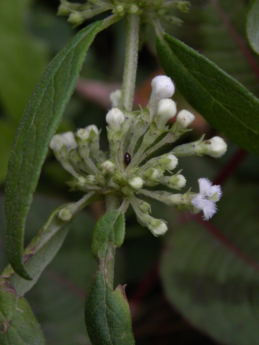 Rubiaceae Manettia congesta