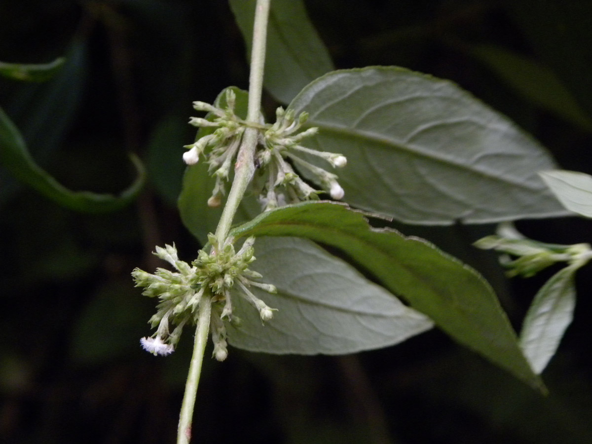 Rubiaceae Manettia congesta