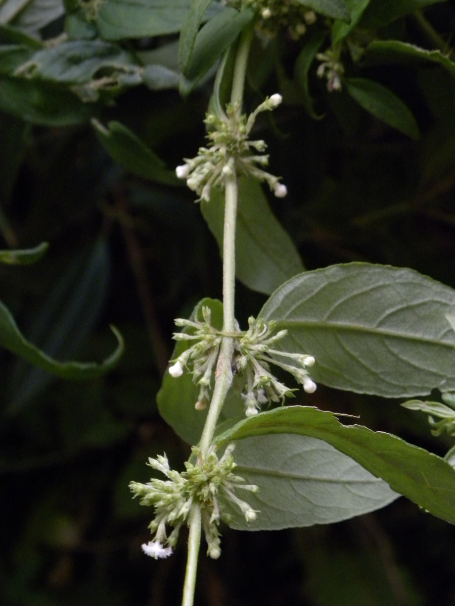 Rubiaceae Manettia congesta