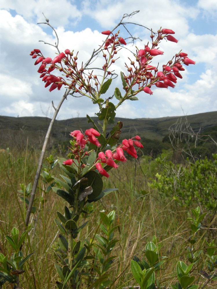 Ericaceae Agarista coriifolia