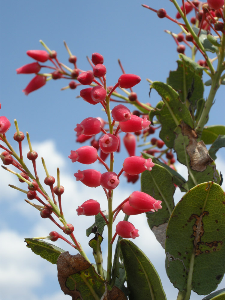 Ericaceae Agarista coriifolia