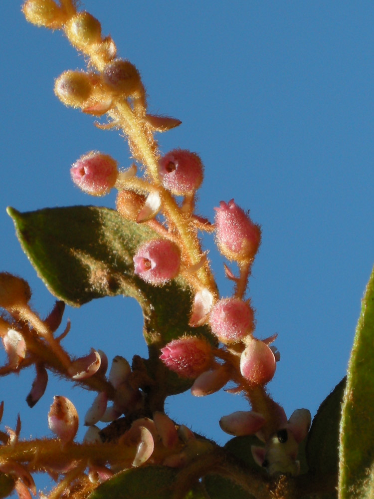 Ericaceae Gaultheria eriophylla