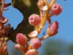 image of Gaultheria eriophylla