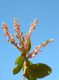 image of Gaultheria eriophylla