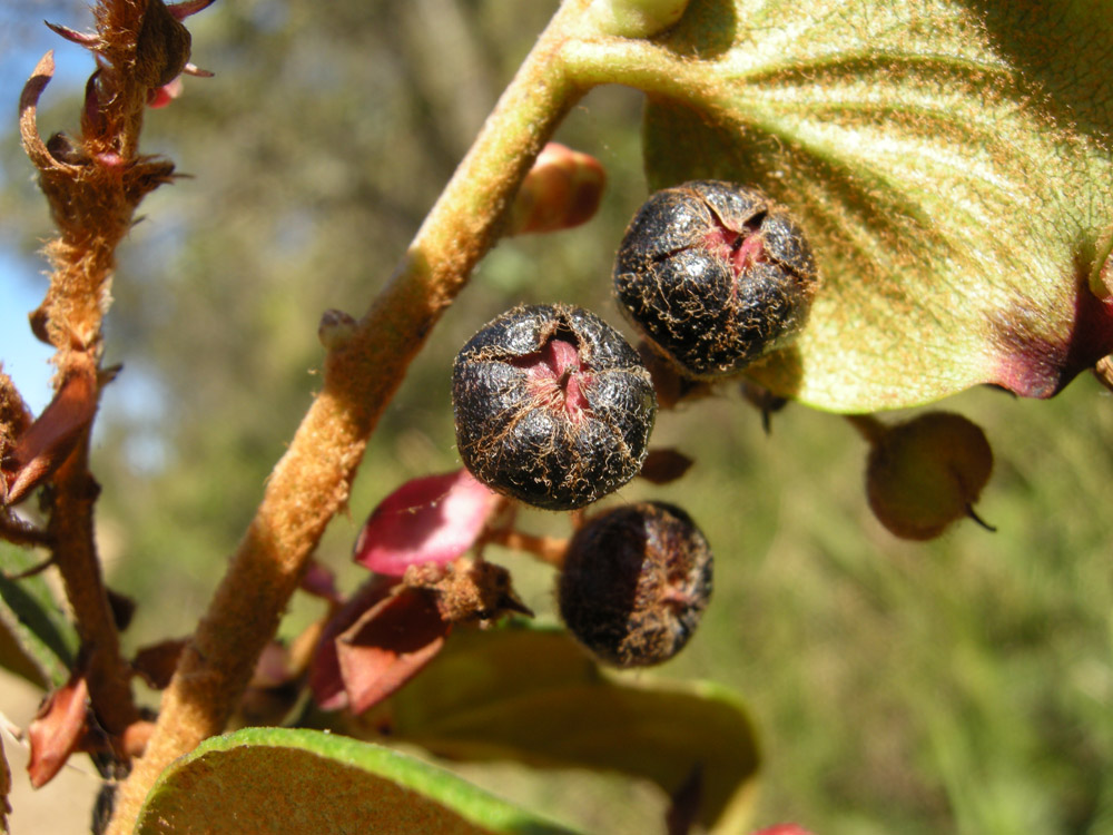 Ericaceae Gaultheria eriophylla