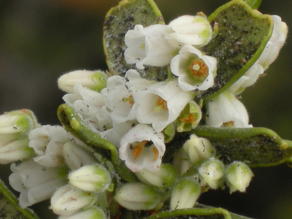 Ericaceae Gaylussacia reticulata