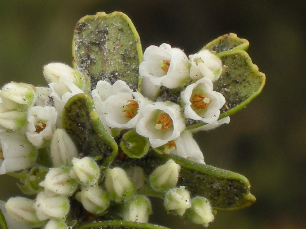 Ericaceae Gaylussacia reticulata