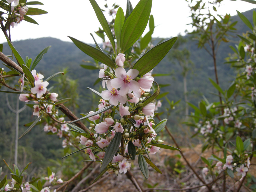 Melastomataceae Trembleya parviflora