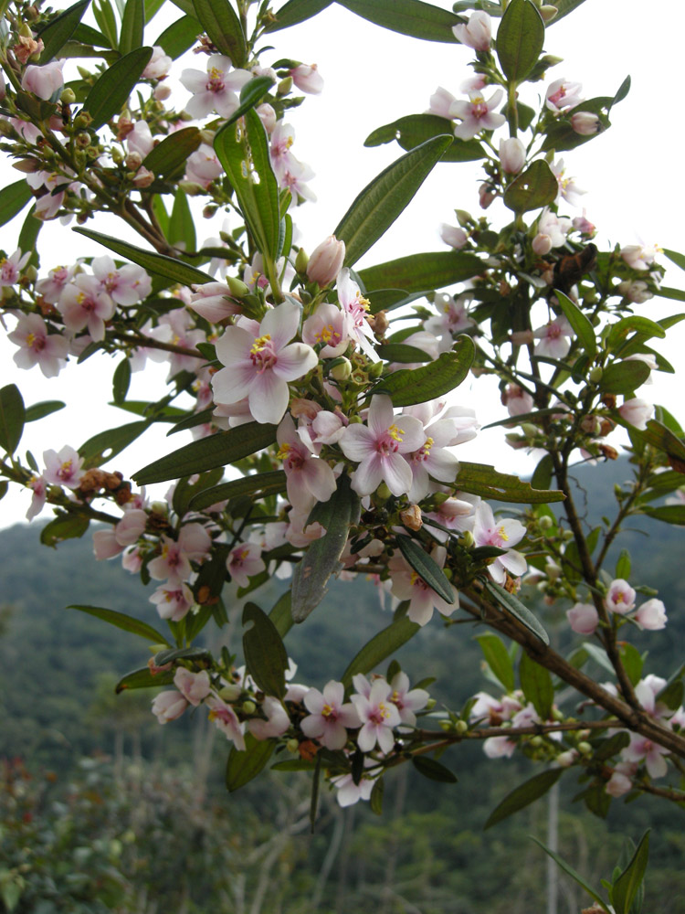 Melastomataceae Trembleya parviflora