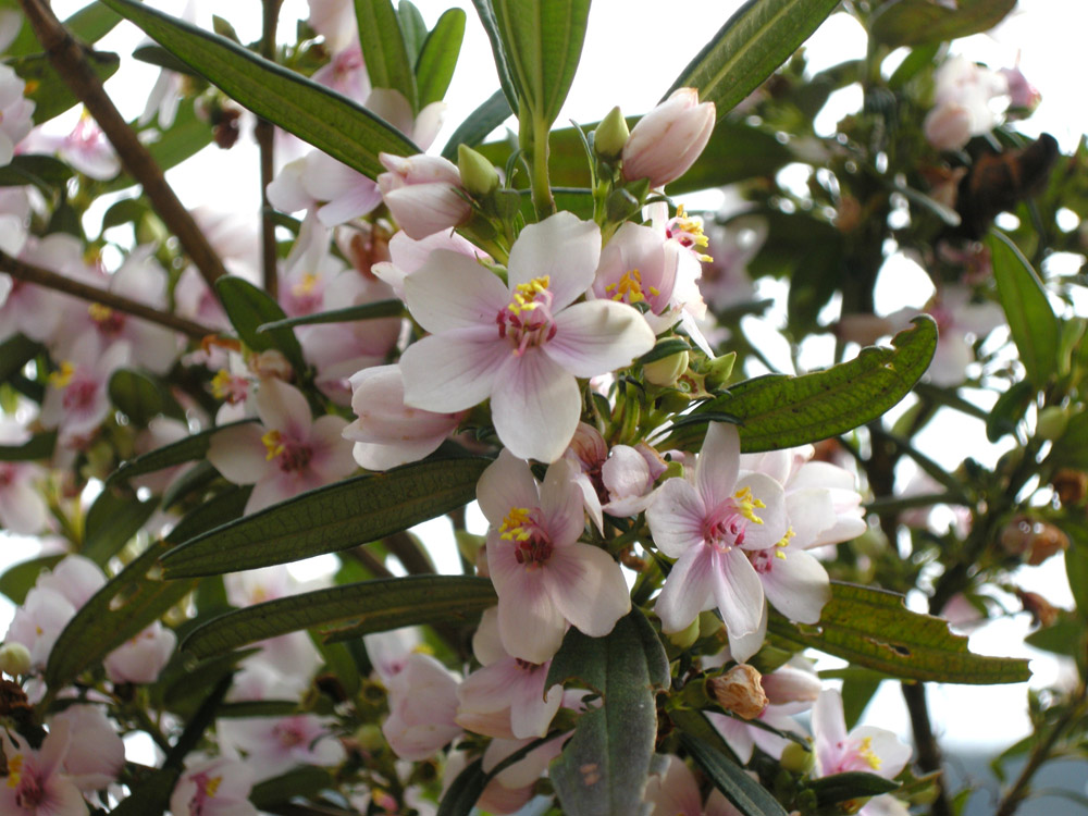 Melastomataceae Trembleya parviflora