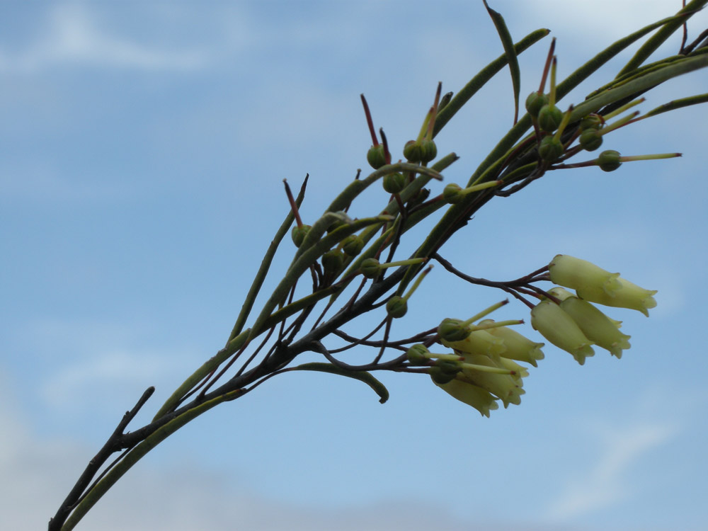 Ericaceae Agarista angustissima