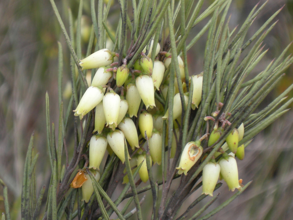 Ericaceae Agarista duartei