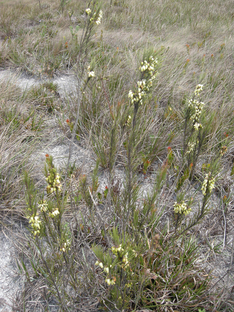 Ericaceae Agarista duartei