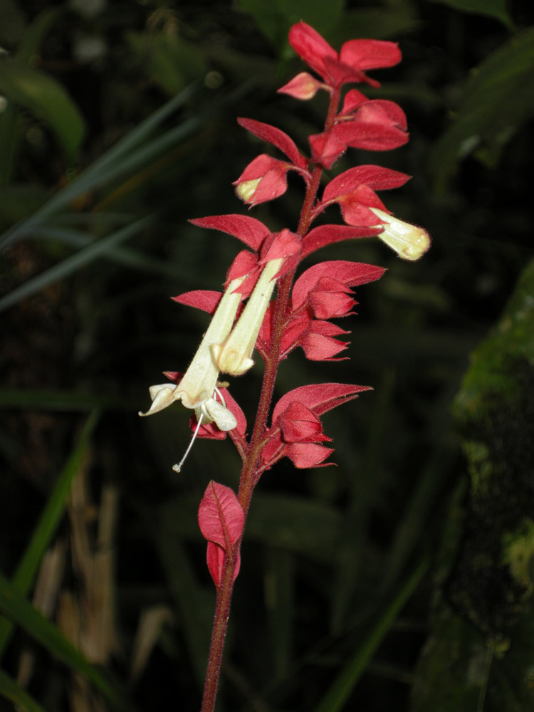 Lamiaceae Amasonia lasiocaulis